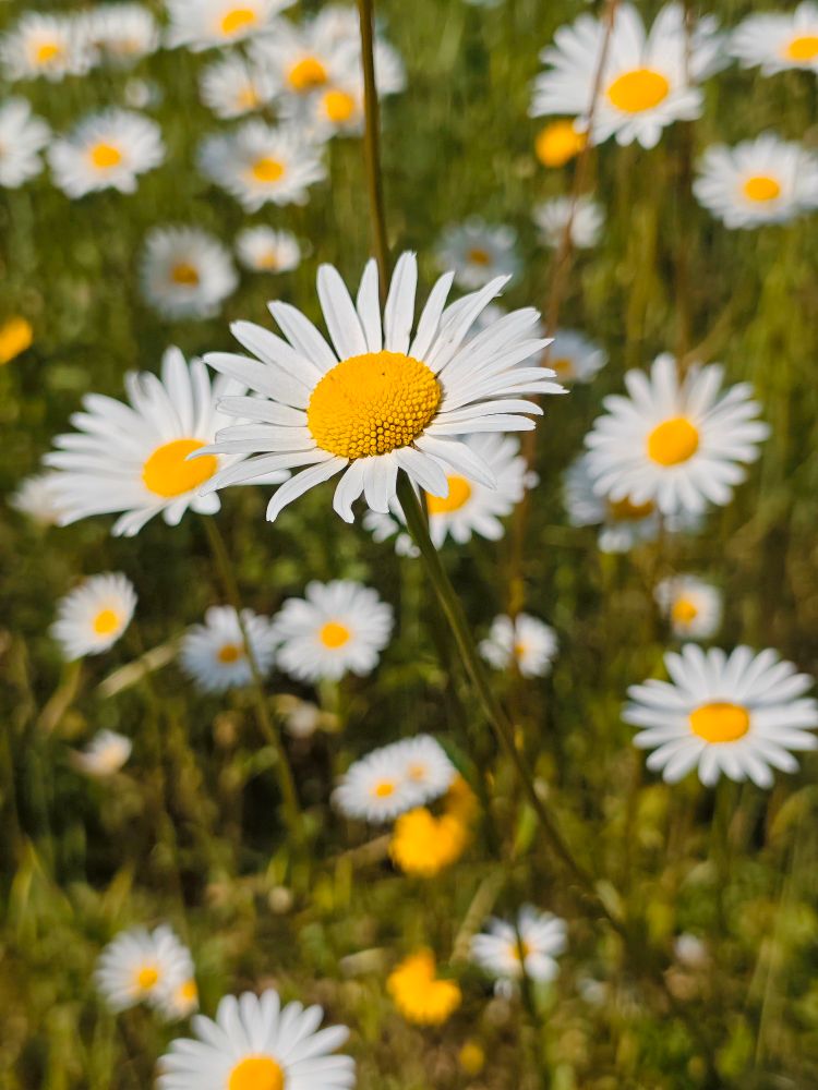 Photo of daisy flowers.