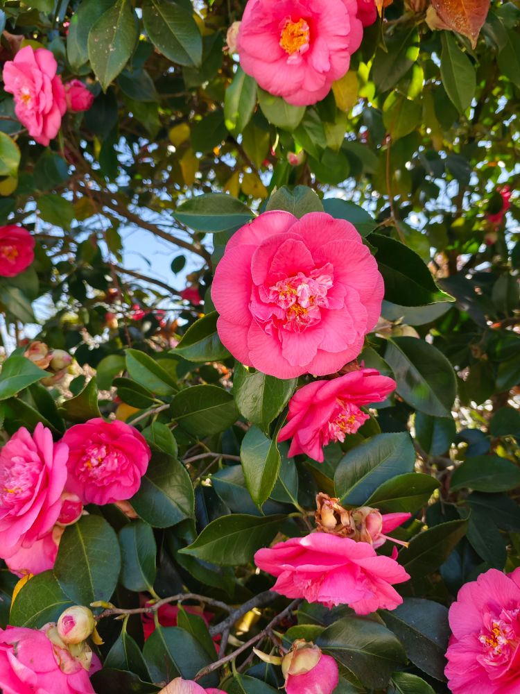 Photo of camellia flowers
