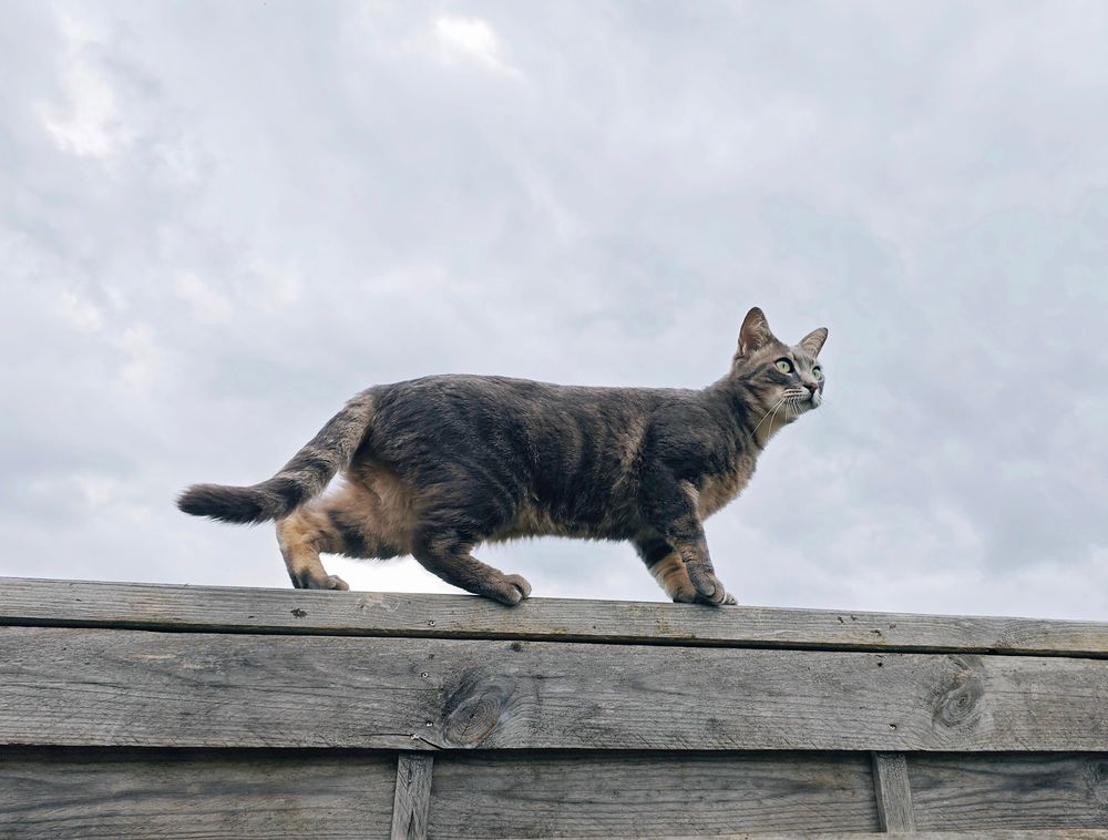 Photo of a tabby cat on a fence. the weather is cloudy.