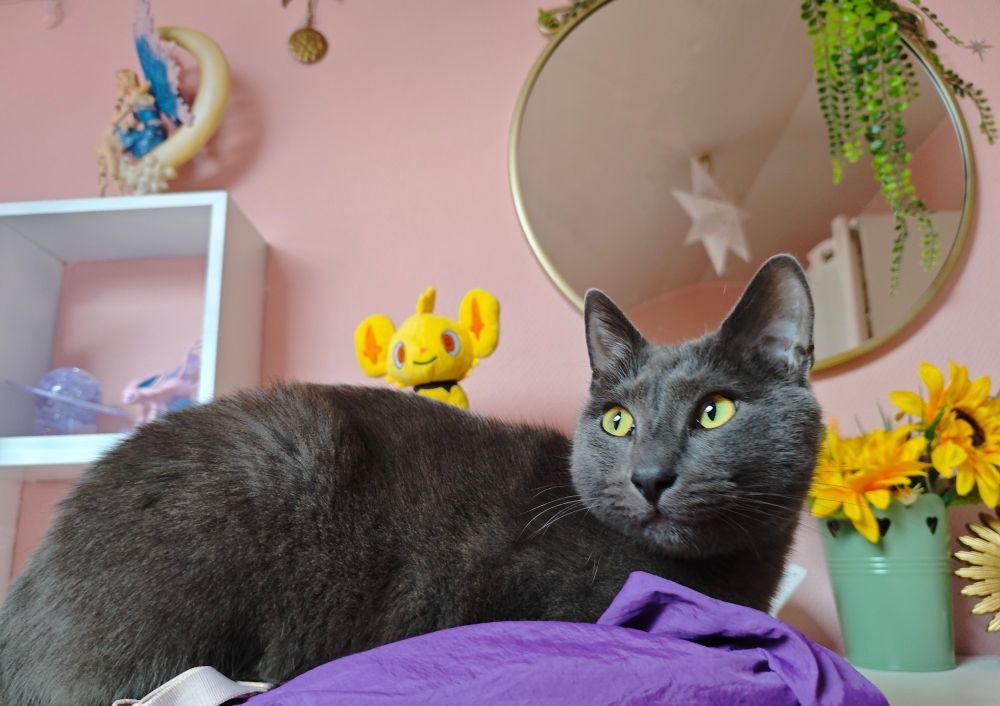 Photo of a grey cat laying on clothes. There's a small pokemon plushie of shiny shinx and sunflowers decoration behind him.