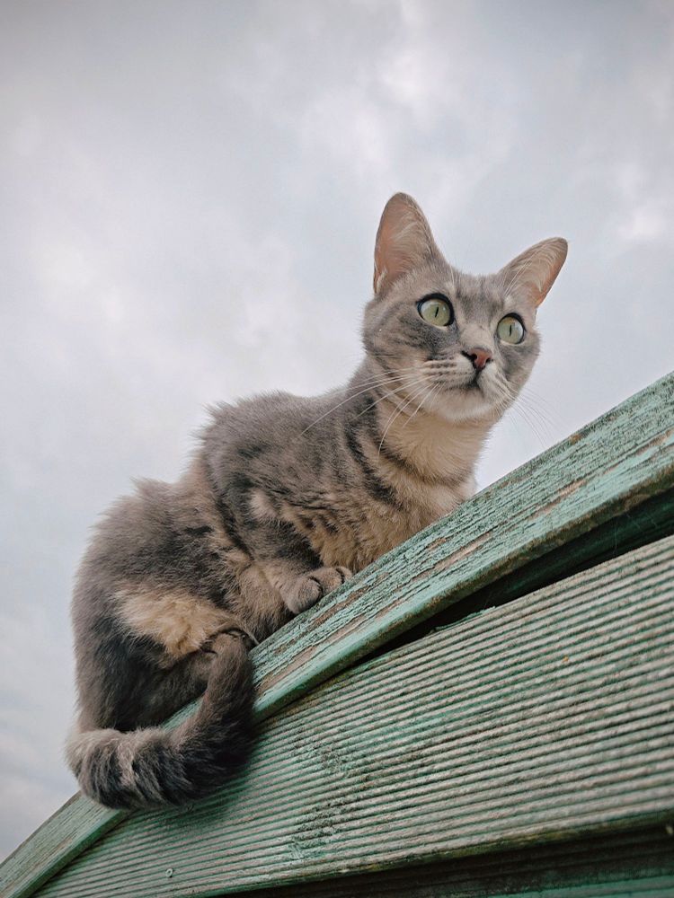 Photo of a tabby cat on a fence. the weather is cloudy.