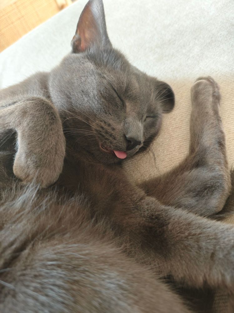 Photo of a grey cat sleeping with his tongue peeking out 