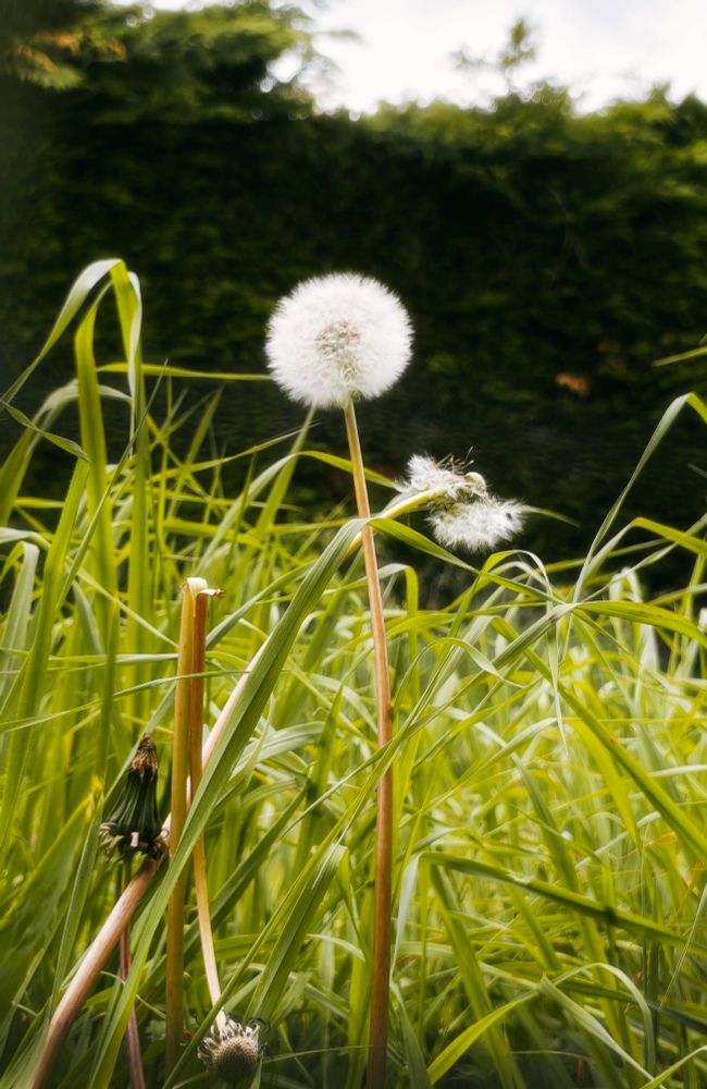 Photo of dandelions