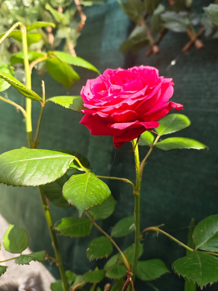 Photo of a rose flower