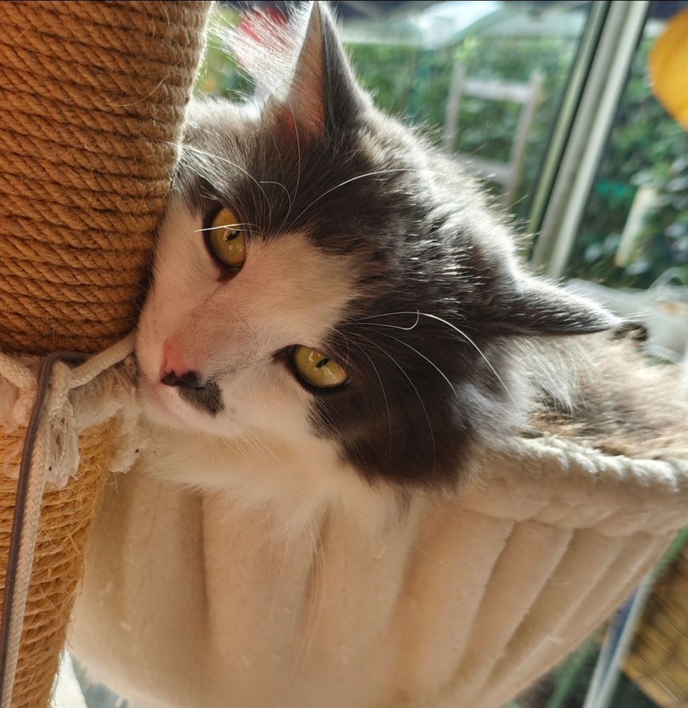 Photo of a fluffy white and grey cat in cat tree hammock