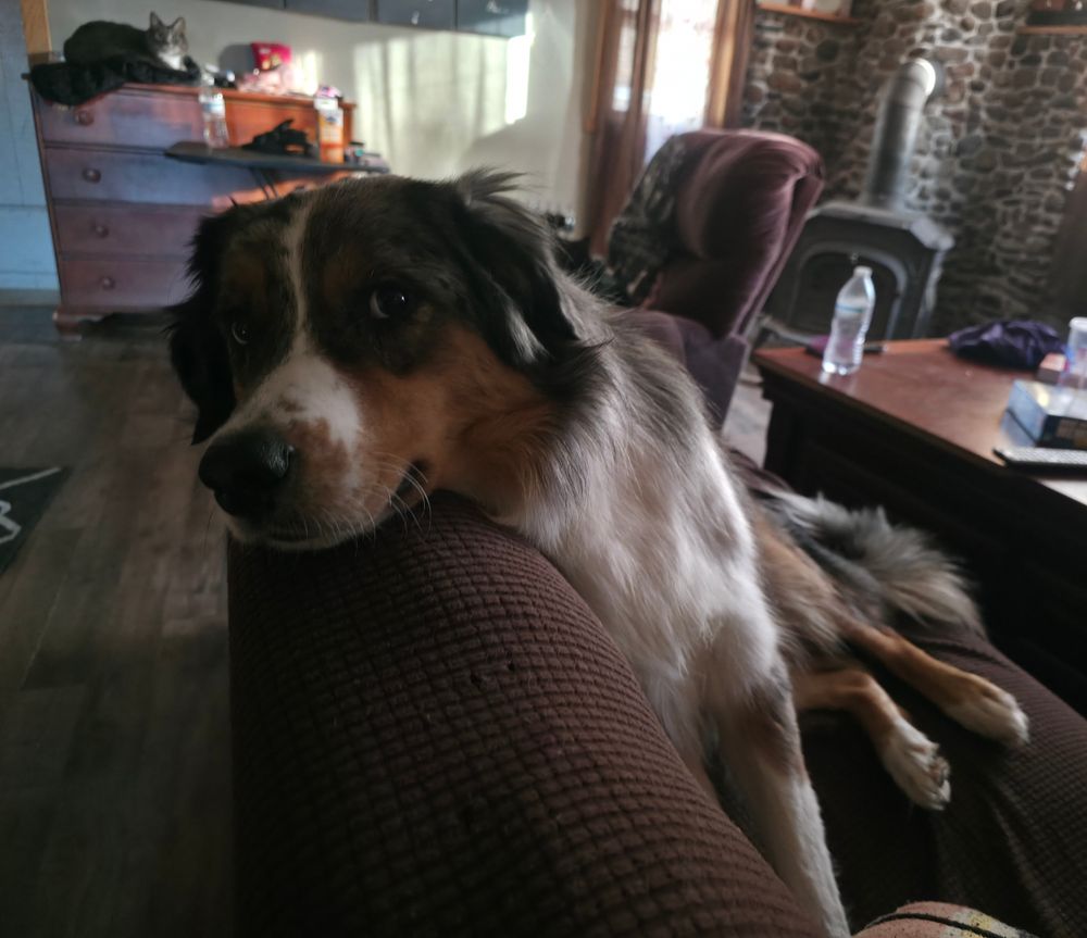 A blue tri merle Australian shepherd laying on a brown couch. A chubby grey cat sits on a dresser against the wall in the background, too