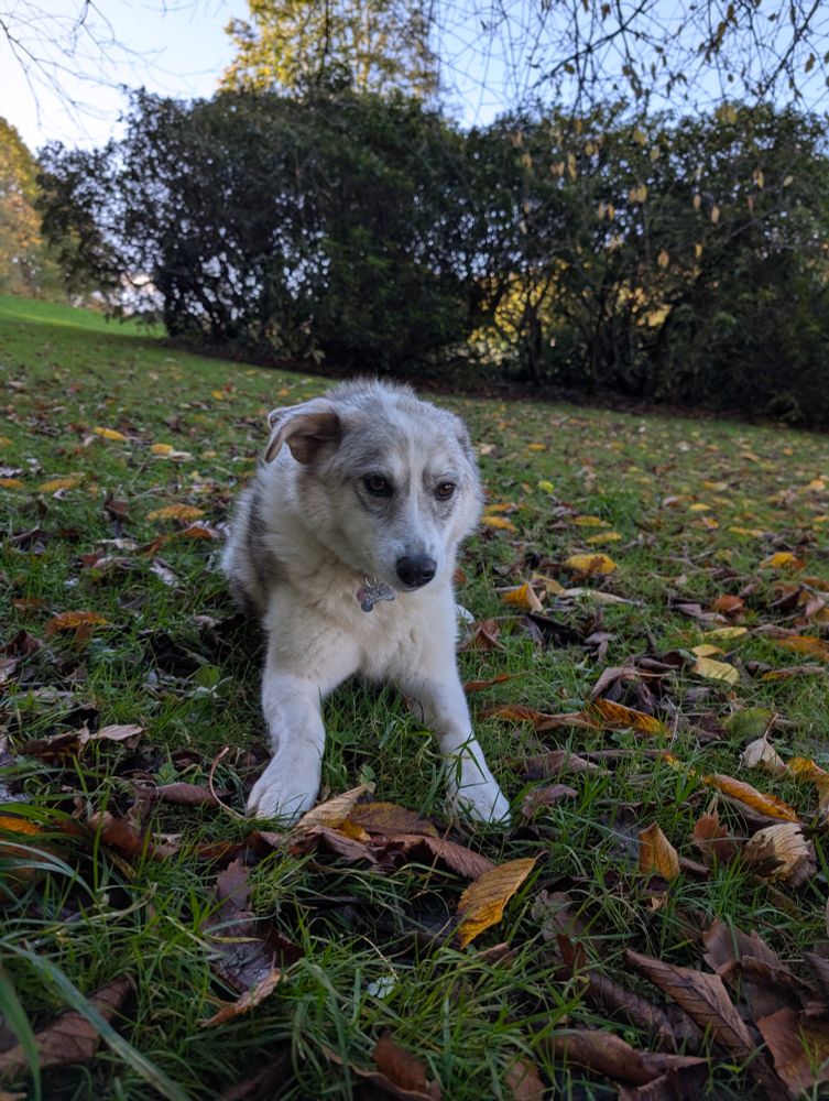 Photograph: A beautiful grey and white mongrel sits peacefully among leaves on the grass in a park.