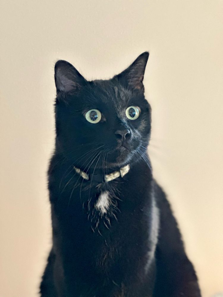 Image of a black cat against a light background. The cat is sitting upright and looking very intensely at something odd camera. 