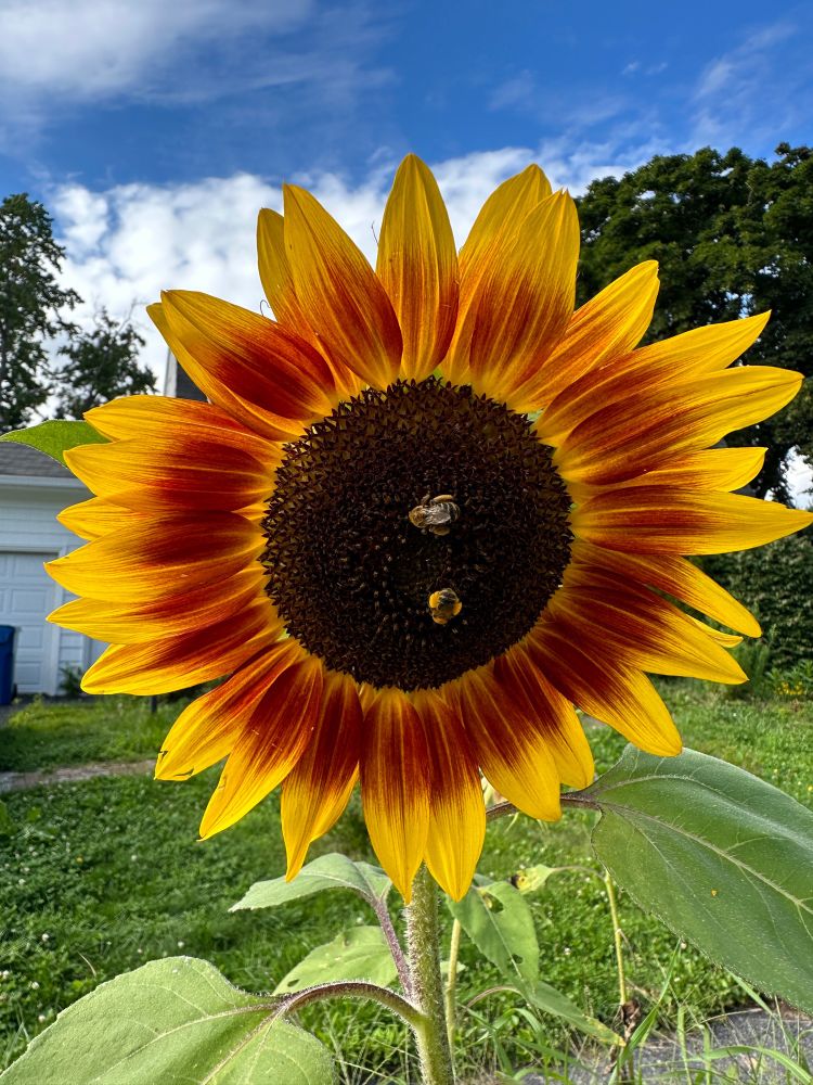 Close up view of a sunflower with two bees on it. The sunflower has orange on the inside of the petals and bright yellow on the outside. Blue sky and fluffy clouds behind it. The bees have full pockets of pollen!