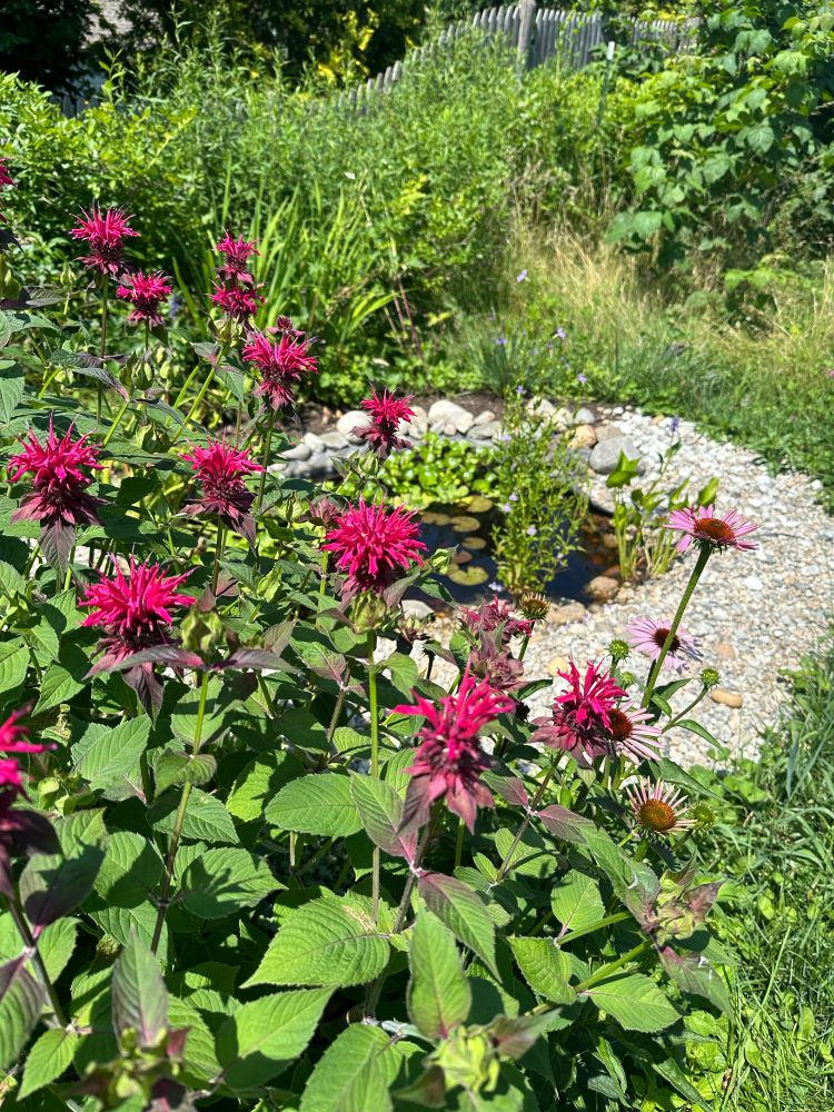 Ruby colored bee balm is blooming in the foreground, there is a peek of echinacea in the corner, and in the background a small pond with floating plants, surrounded by small rocks. There is an overgrown garden behind it.