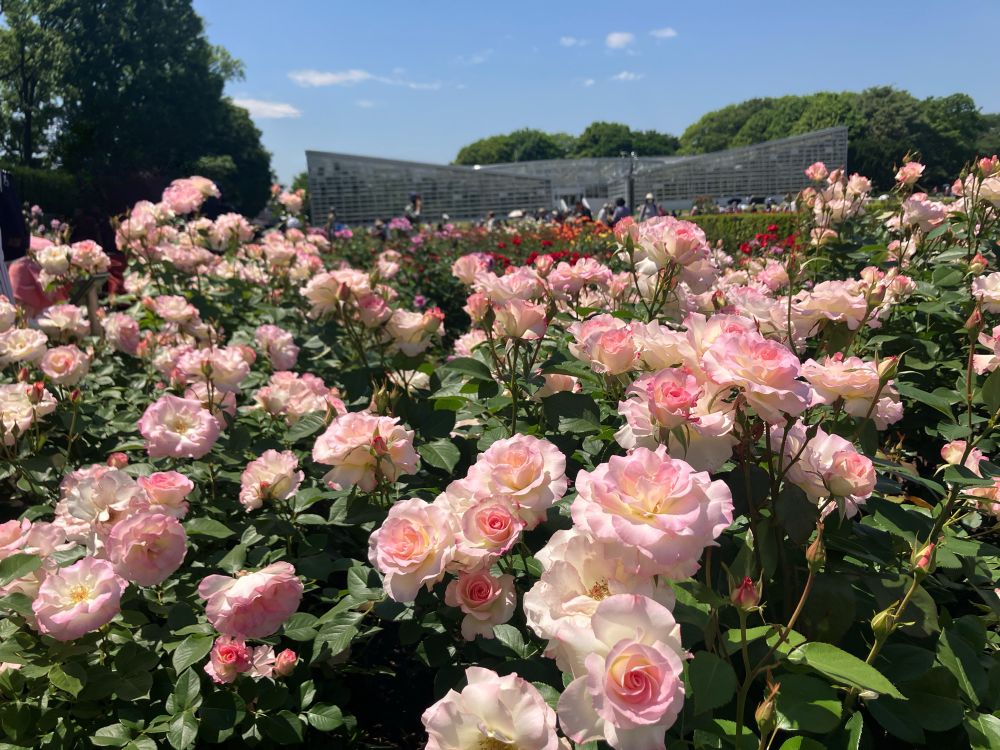 ピンクのバラがたくさん。奥の方には大きな温室が見えます。日向はあたたかくてずっと良い香りがしていました。