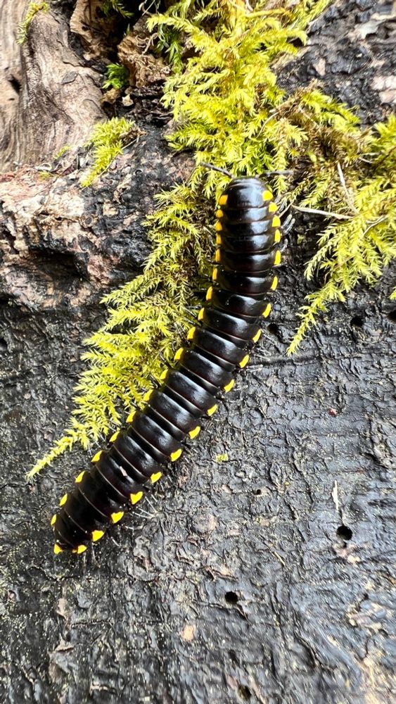 A long black insect with yellow spots along the outside edges on bark and moss
