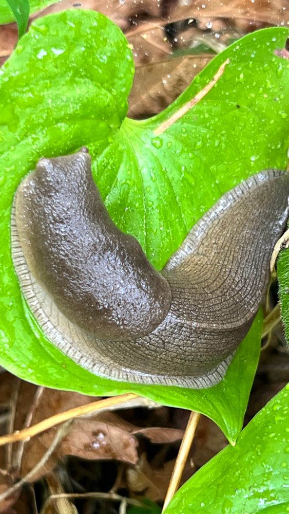 A grayish slug with white fringe on a heart shaped green leaf