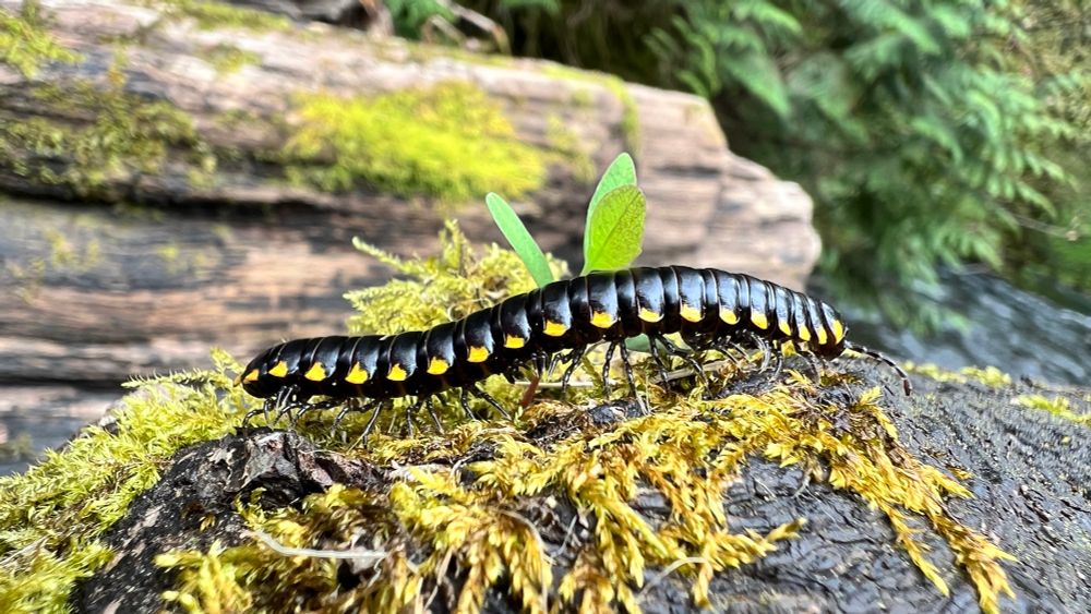 A long black insect with yellow spots along the outside edges on bark and moss