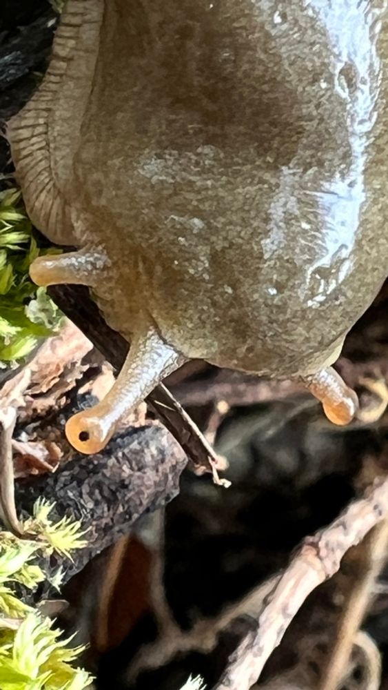 Close up of the head of a banana slug with twigs and moss