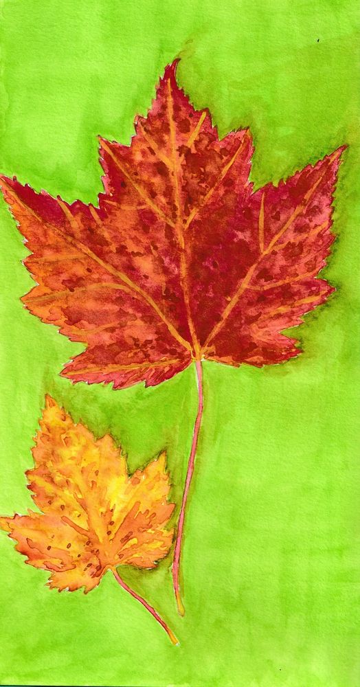 Large mostly red/brown red maple leaf top right, small mostly orange/yellow red maple leaf on a green background. Watercolor