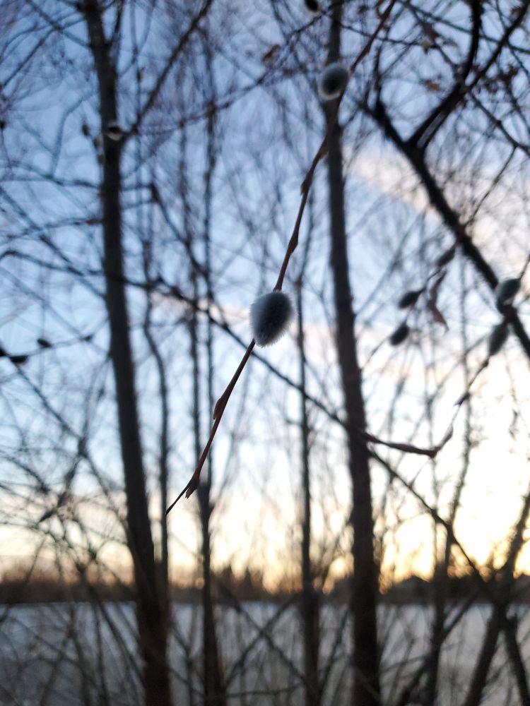 Pussy willows against a sunset