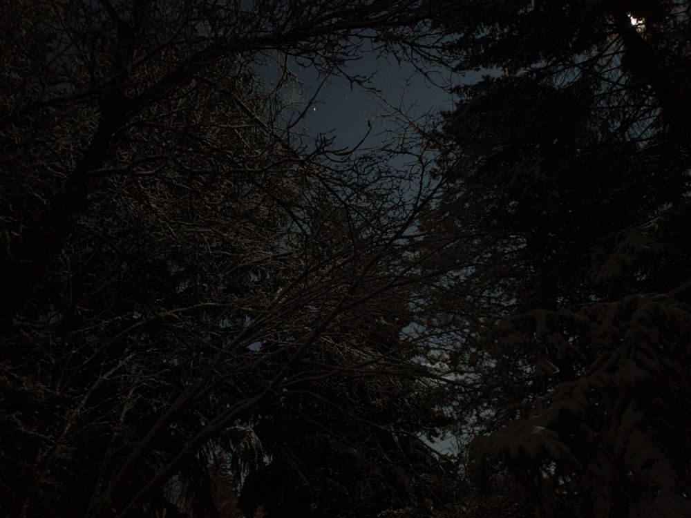 A twisting canopy of leafless branches obscure a sky lit by the full moon, highlights of fresh snow along them, while a single star shines through 