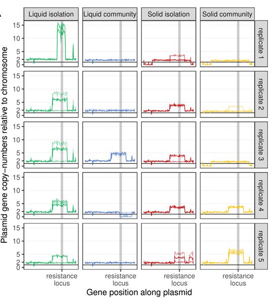 Figure showing copy number variation in the TN21-like integron cassette part of the plasmid containing dfrA17 and sul1, which confer resistance to trimethoprim and sulfamethoxazole, respectively, in each of the sequenced clones. The highlighted region in gray contains the resistance genes, showing overall a tendency for increased copy numbers of this region. 
Particularly those evolved in the liquid environment in the presence of the community (blue), and in the solid spatially structured environment in the presence of the community (yellow). 