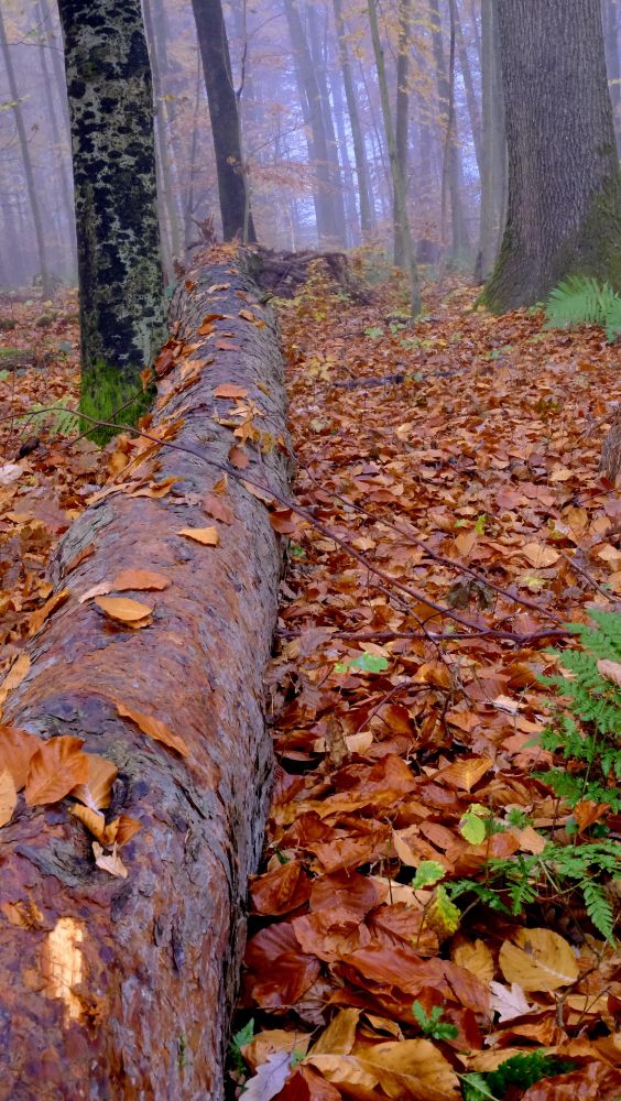 Fallen tree trunk on the ground covered with autumn leaves