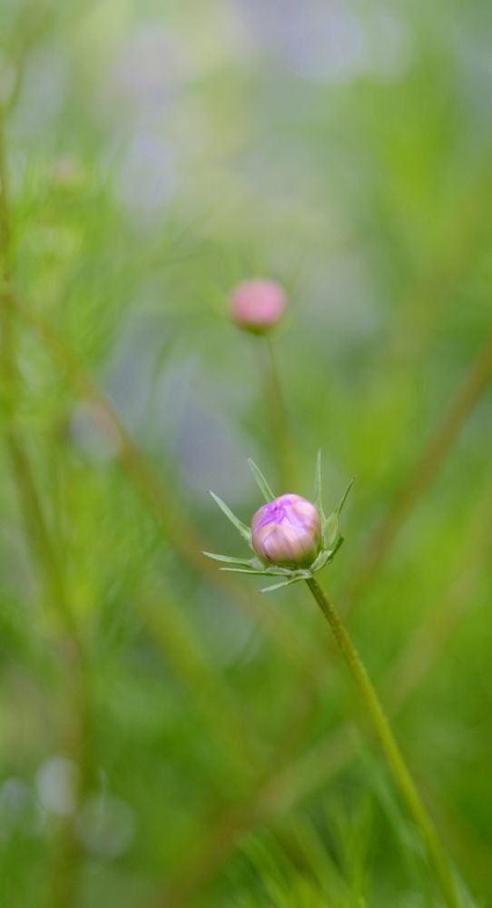 Die Knospe einer pinkfarbenen Cosmea vor unscharfem, grünen Hintergrund. Dahinter verschwommen eine weitere Knospe.