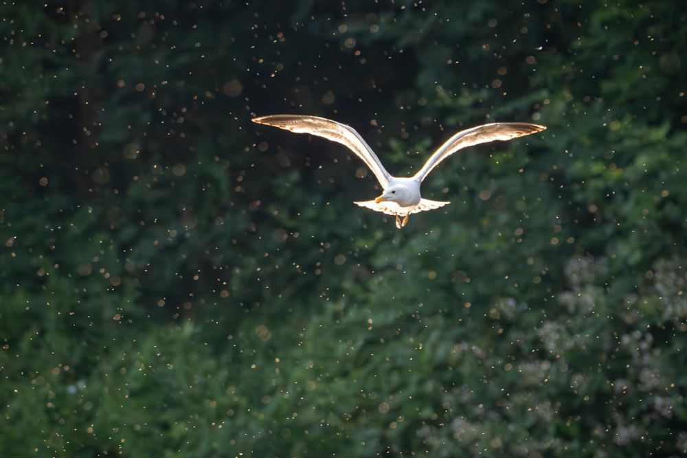 a gull flying along through a sunbeam and insects