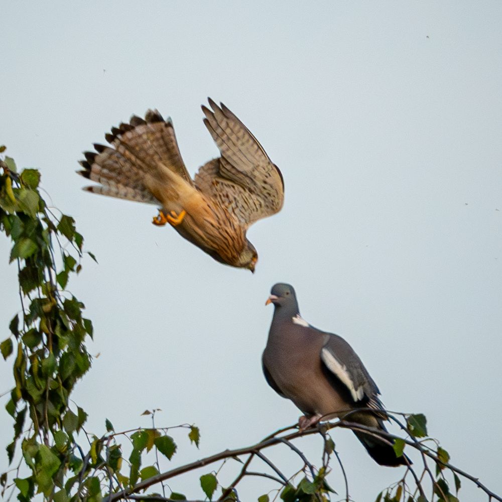A photo of a kestrel about to have a head on collision with a pigeon. In reality, they were in different planes, and the kestrel just flew off. 
