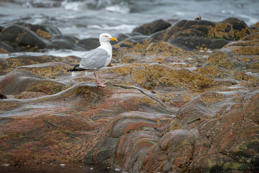 gull on a fancy rock
