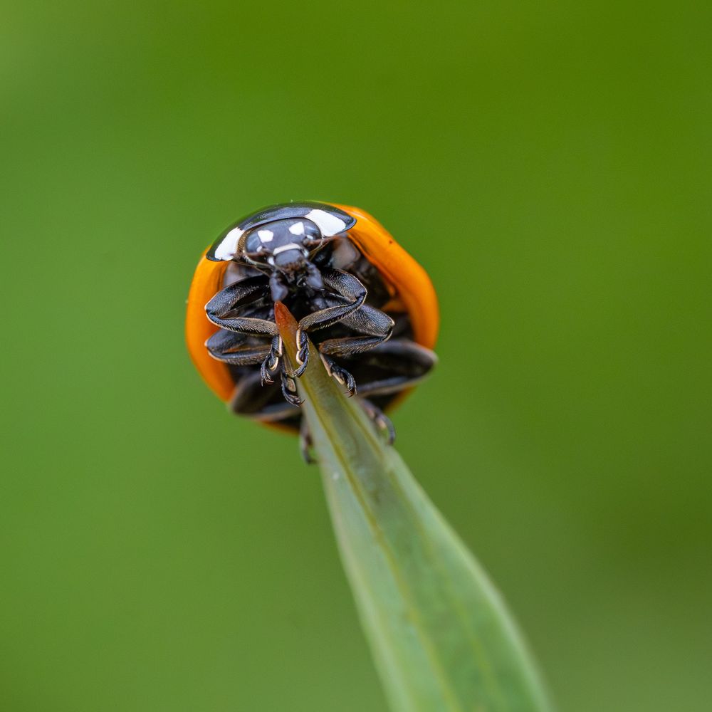 a seven spotted lady beetle at the end of a blade of grass
