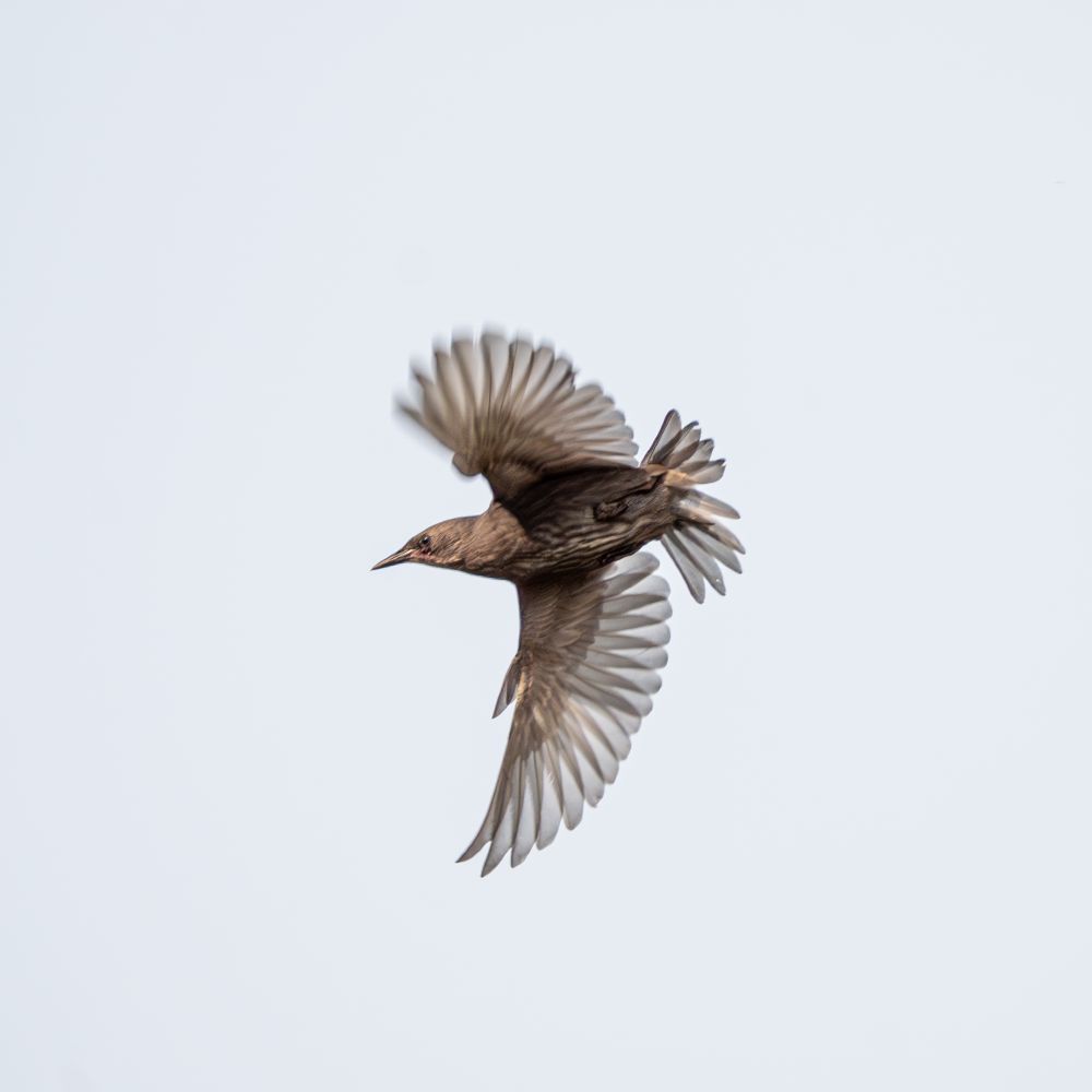 starling in flight