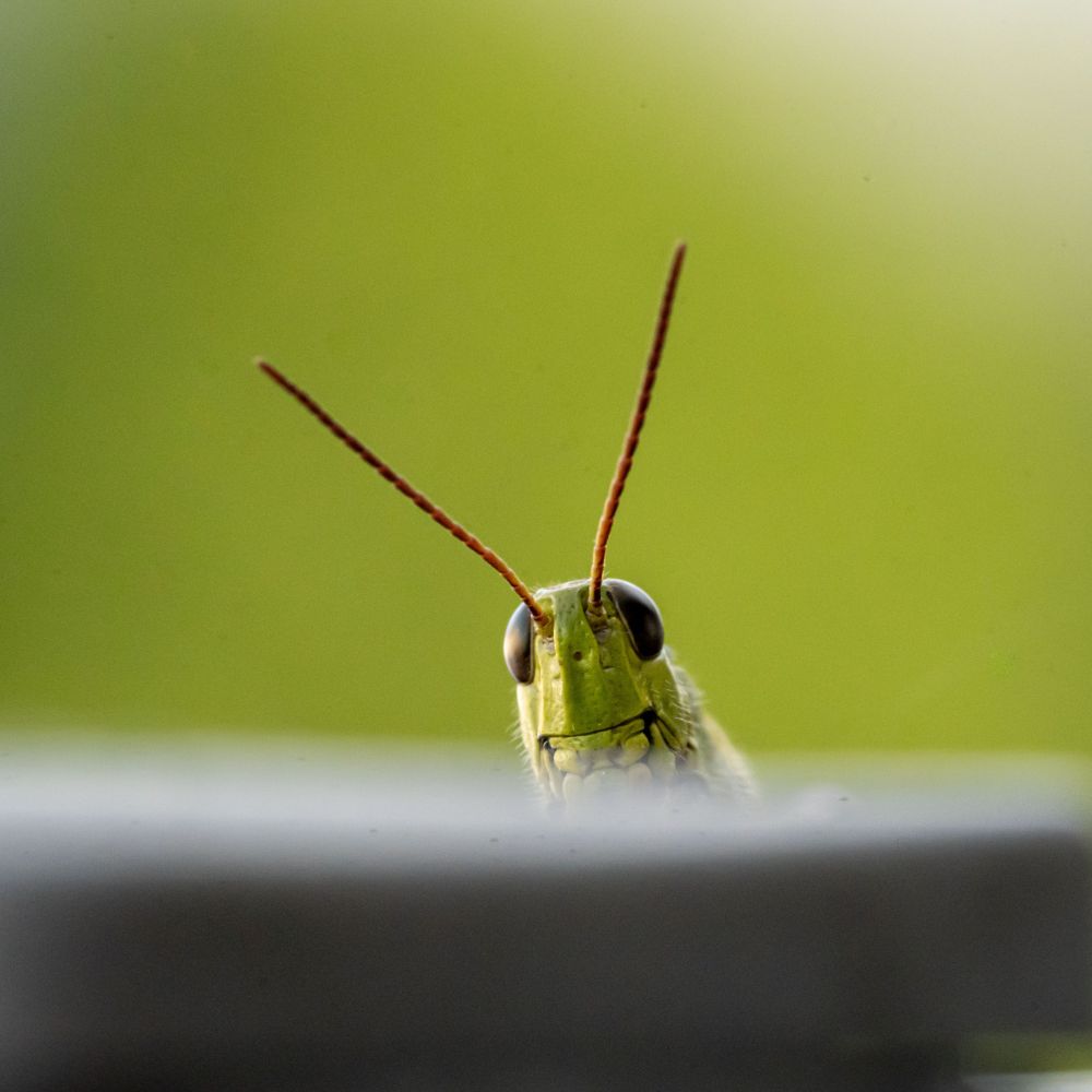 grasshopper looking over the edge of a planter
