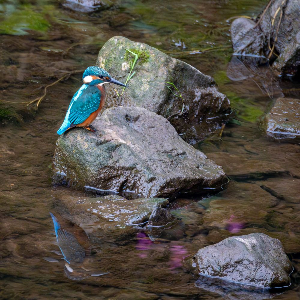 kingfisher sitting on a rock