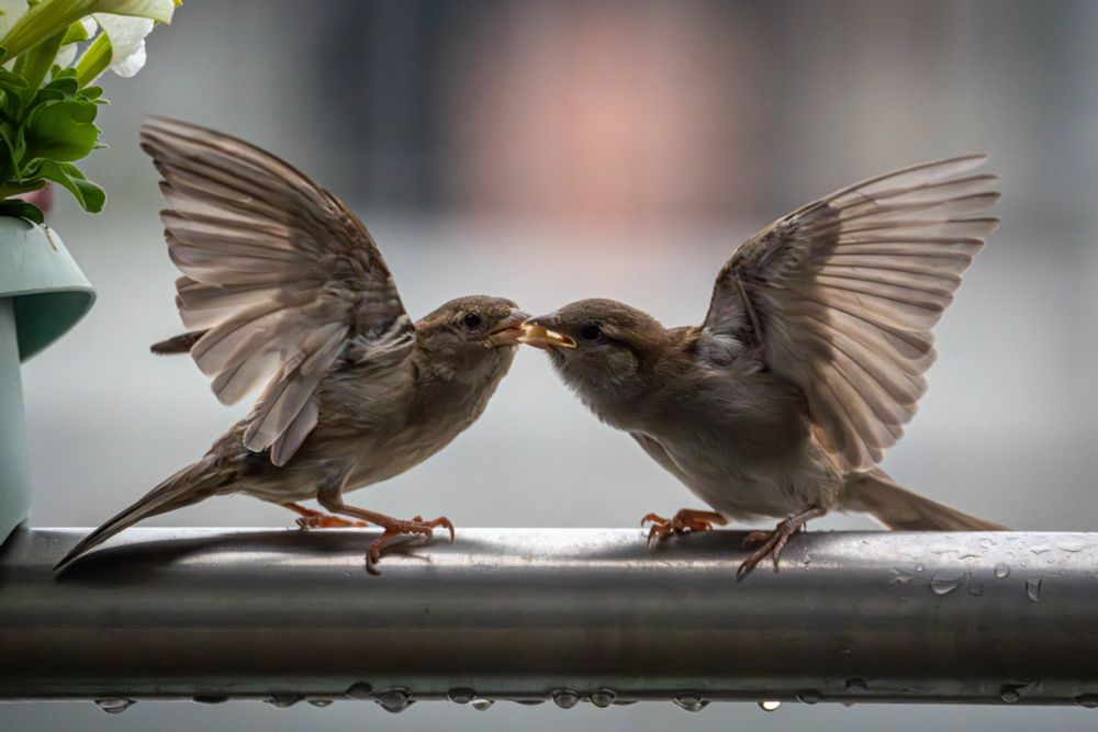 sparrow parent feeding sparrow child, both with wings open