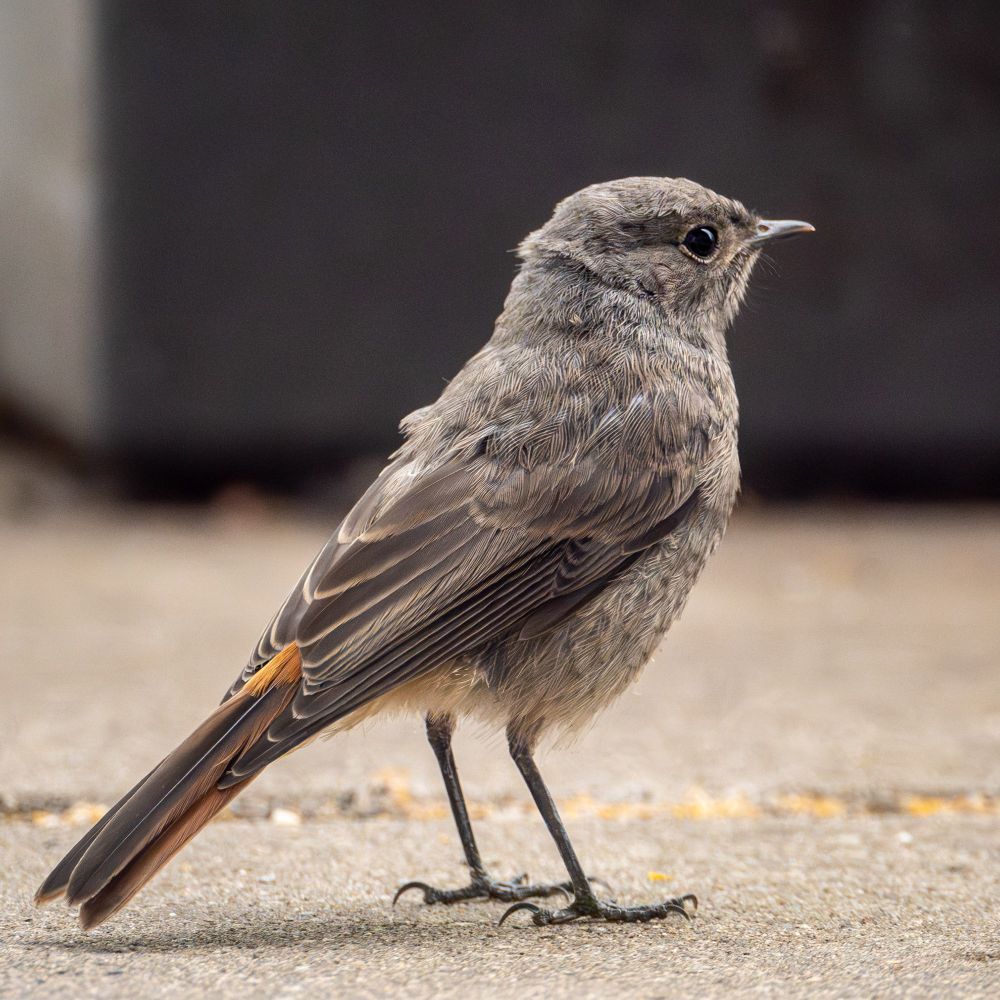 a black redstart standing proudly and showing off pops of color in its tail. 