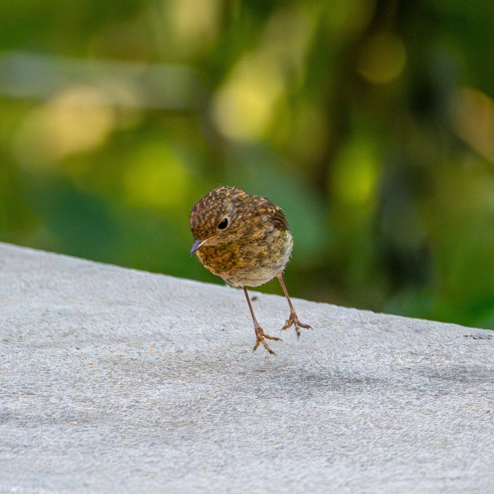 a baby european robin hopping along