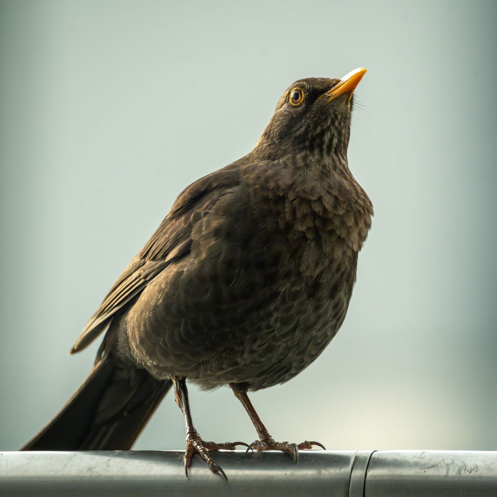 blackbird on a railing