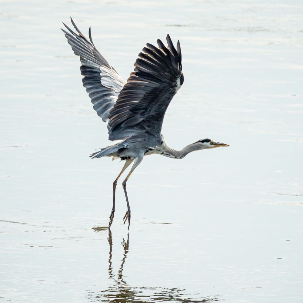 heron taking flight
