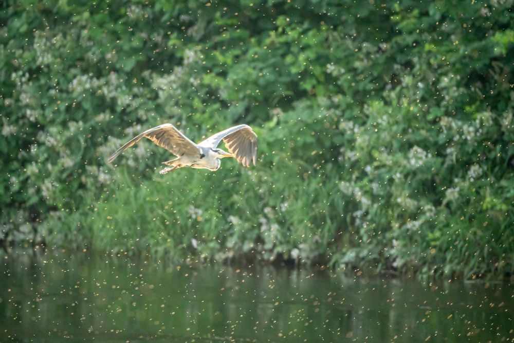 gray heron flying over a river and amongst a lot of insects, all while backlit by the sun