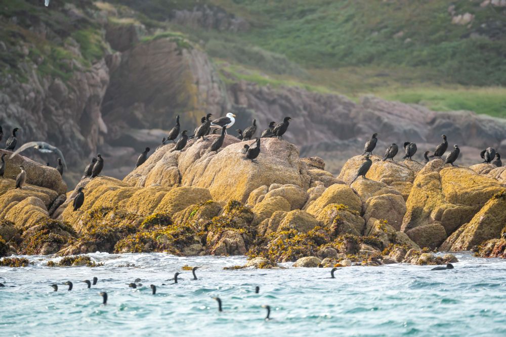 mostly cormorants on a series of rocks and swimming