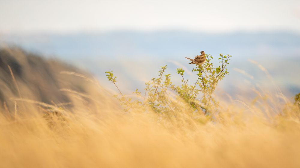 a eurasian skylark sitting at the top of a small bush preening 