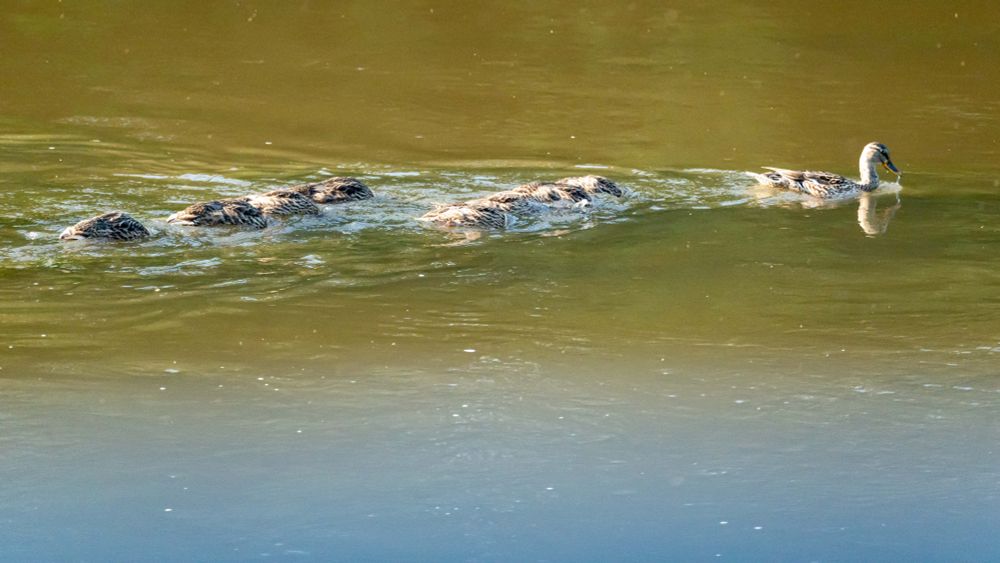 a mother duck leading 8+ ducklings all with their heads up water