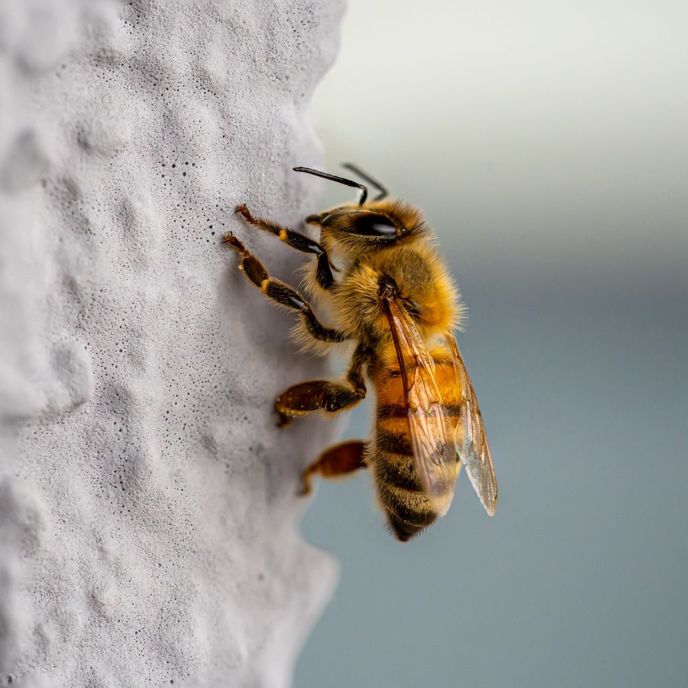 a honey bee sitting on a wall