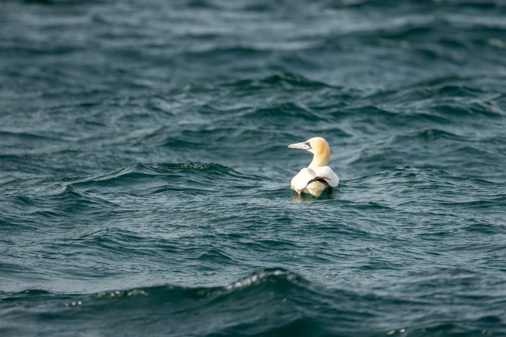 Gannet floating in the water

