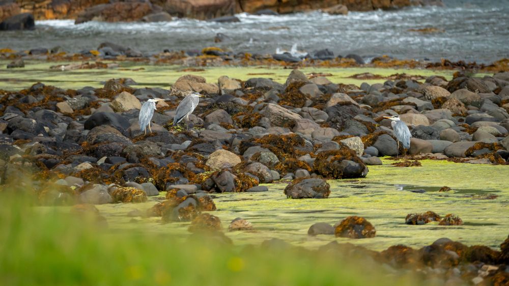 siege of herons sitting by the sea shore