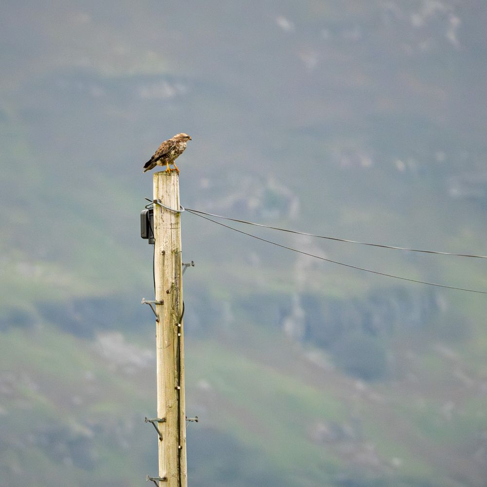 buzzard on a telephone pole
