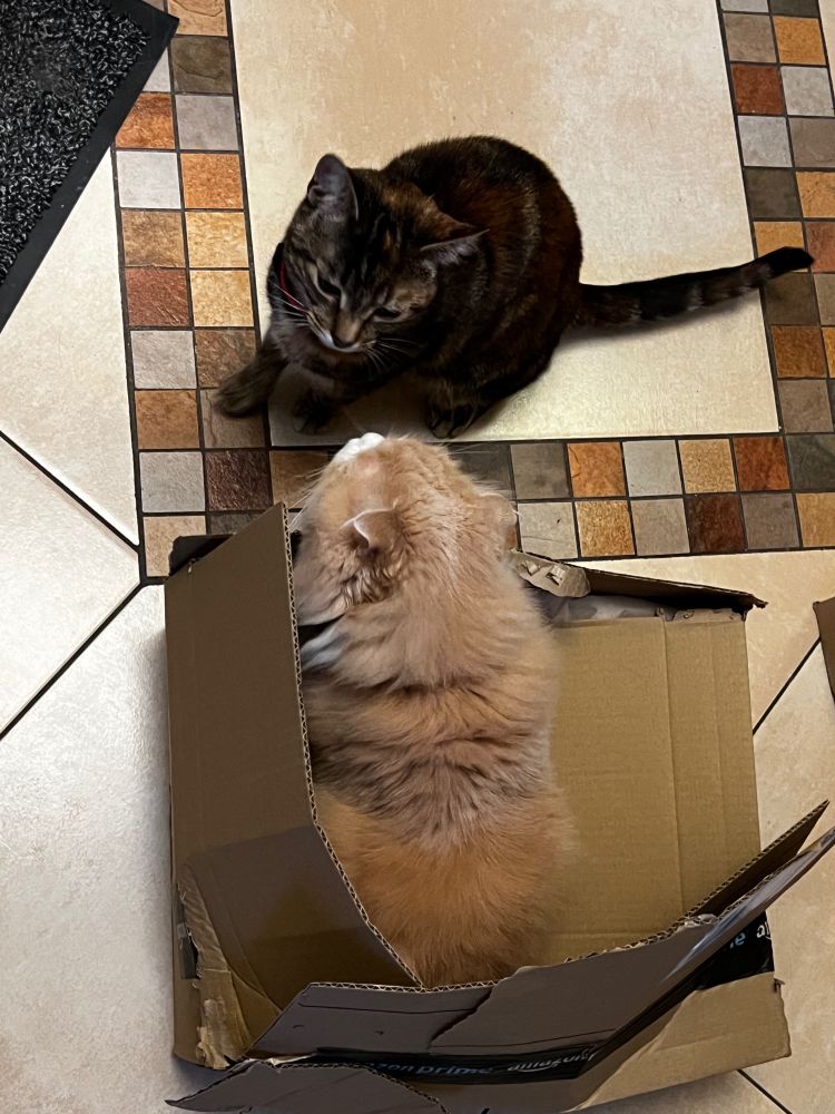 Scotty, a super floooooooofy tan&cream cat, is sitting in a box, with his head pointed towards Vicky, a tabby-patterned tortoiseshell catten. The box has seen better days, namely, any time before today.