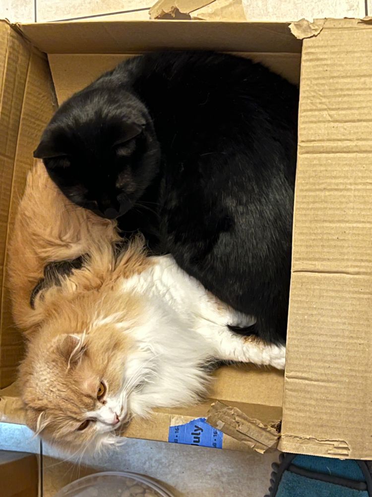 Scotty, a super-flooooopy tan&cream cat, and Tony, a large voide cat, are curled up in a box, seemingly having an informal discussion about, probably, boxes.