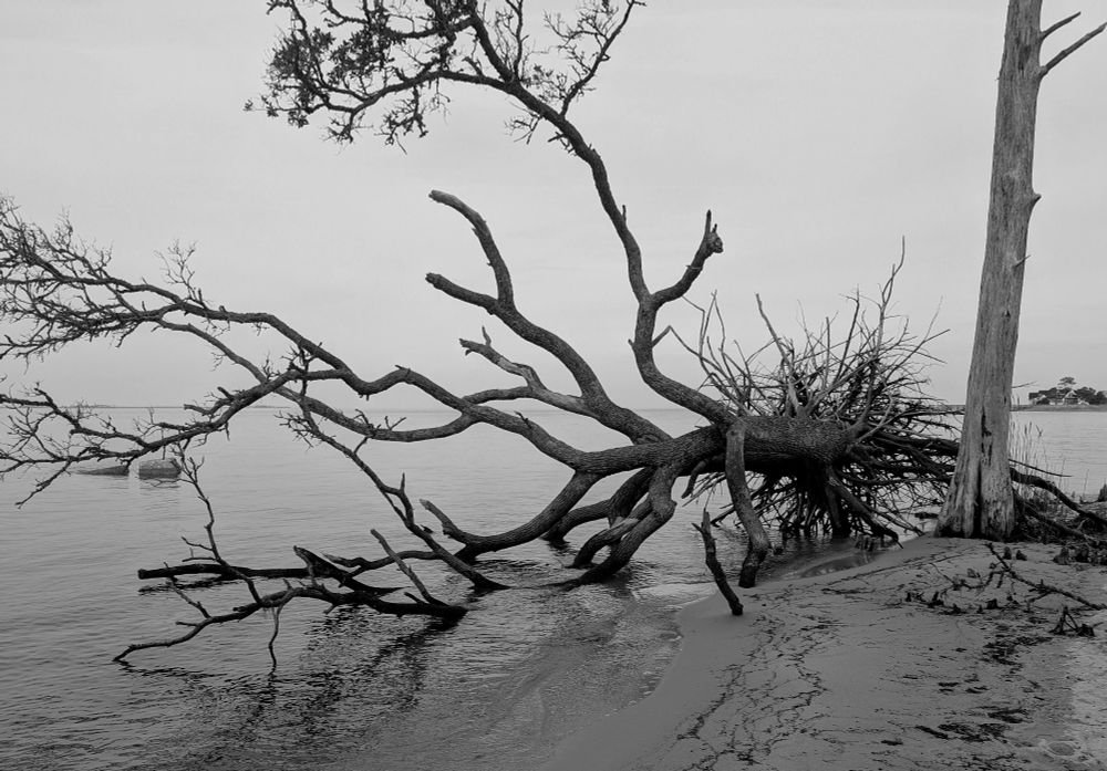 A fallen tree in the sand at the beach on a foggy morning.