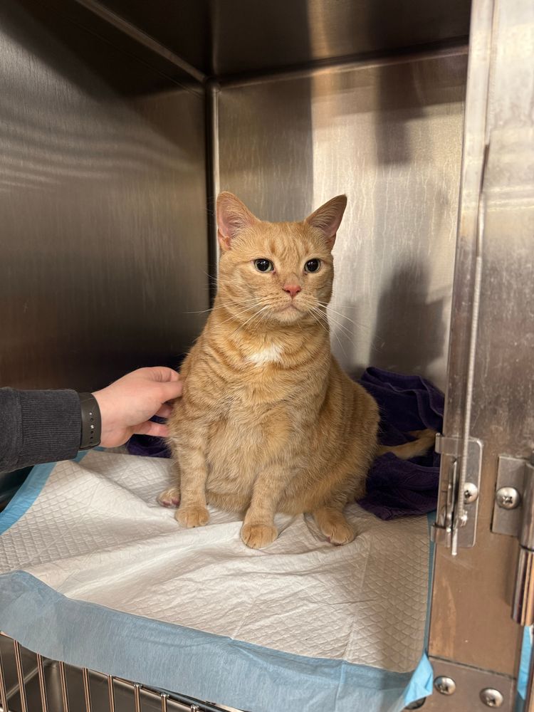 a super fucking hot guy’s arm (mine) is petting the world’s most beautiful orange cat, who is sitting on a pee pad in a stainless steel cage at the vet’s office