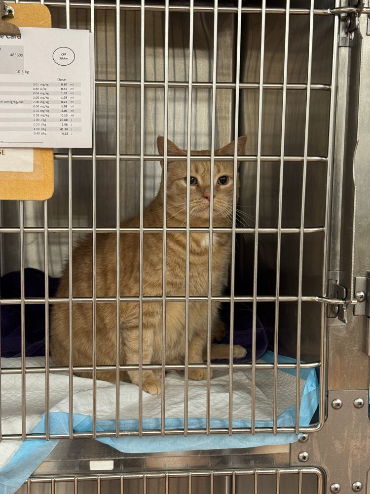 the world’s most beautiful orange cat, who is sitting on a pee pad in a stainless steel cage at the vet’s office. she is behijd bars and she looks mad about it.